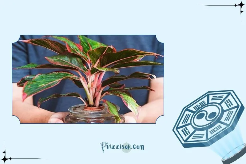 Cây phú quý phong thủy là cây gì?