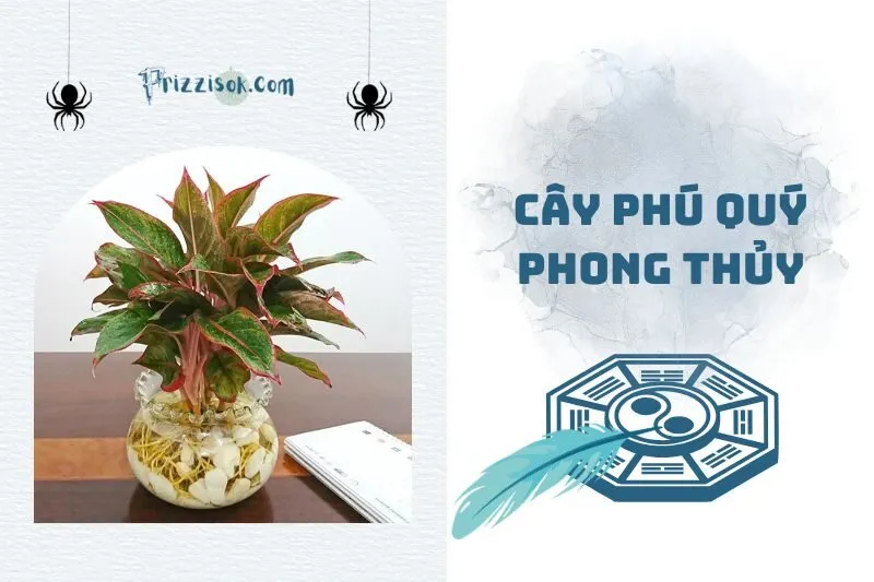 Cây phú quý phong thủy: Ý nghĩa, hợp mệnh gì, cách trồng 2025