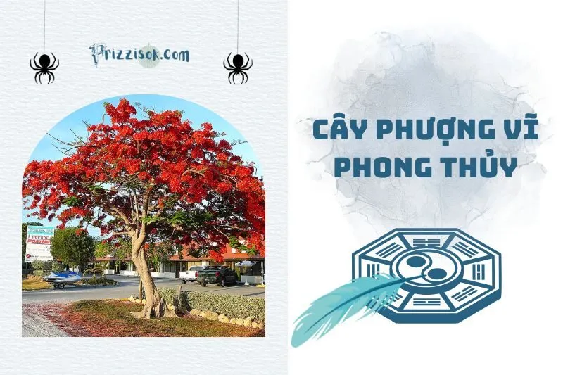 Cây phượng vĩ phong thủy 2025: Ý nghĩa, hợp mệnh nào, cách trồng