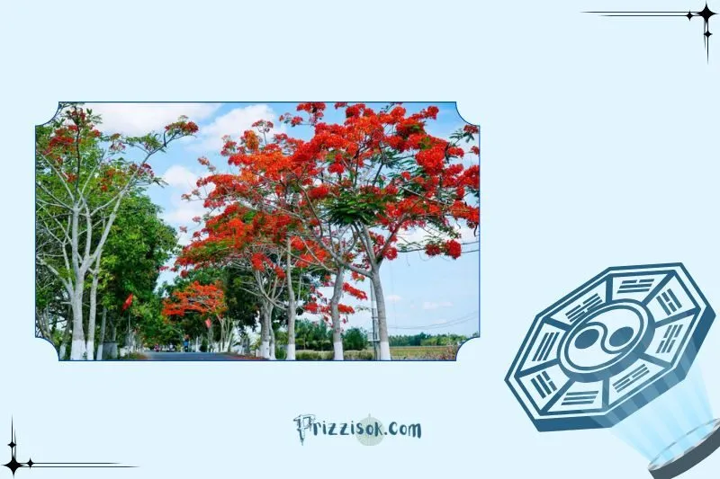 Cây phượng vĩ phong thủy hợp mệnh nào?