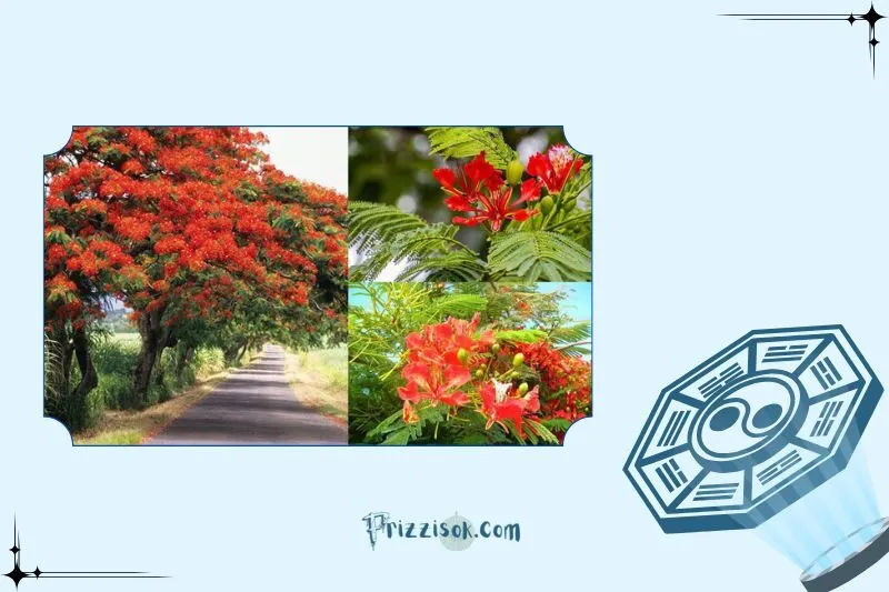 Cây phượng vĩ phong thủy là cây gì? Ý nghĩa phong thủy và công dụng