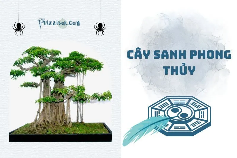 Cây sanh phong thủy 2025: Lợi ích và ý nghĩa trong đời sống