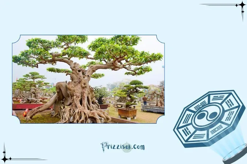 Cây sanh phong thủy hợp với mệnh nào?