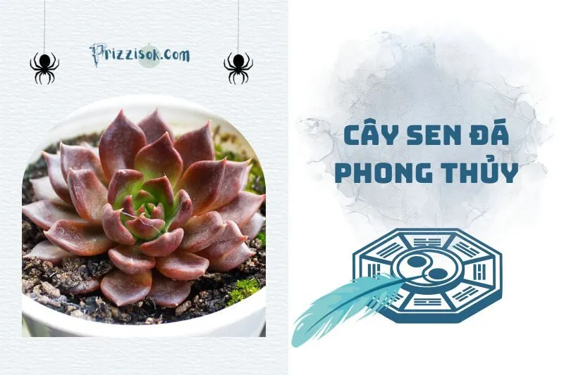 Cây sen đá phong thủy: May mắn, tài lộc và cách trồng 2025