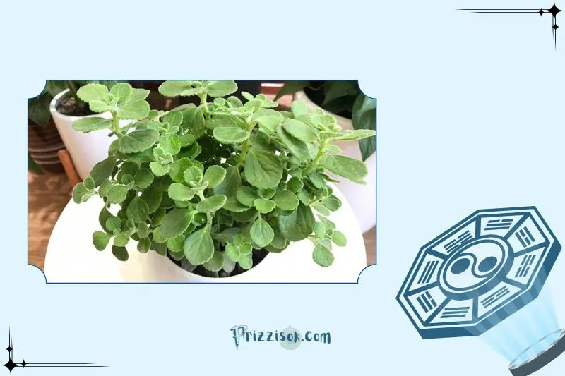 Cây sen thơm hợp mệnh gì, tuổi nào?