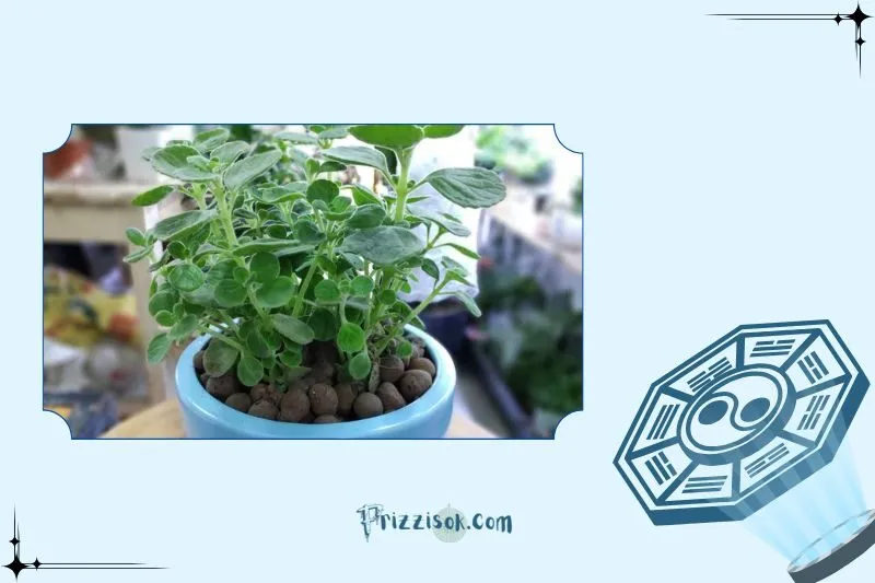 Cây sen thơm phong thủy là cây gì? Ý nghĩa phong thủy và công dụng