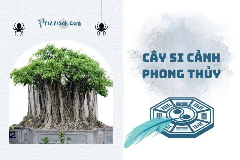 Cây Si Cảnh Phong Thủy 2025: Ý Nghĩa, Cách Trồng Và Chăm Sóc