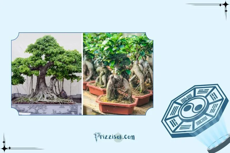 Cây Si Hợp Mệnh Gì? Hợp Tuổi Nào?