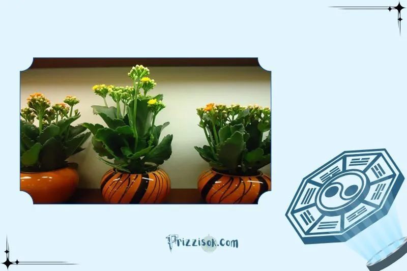 Cây Sống Đời Hợp Với Mệnh Nào?