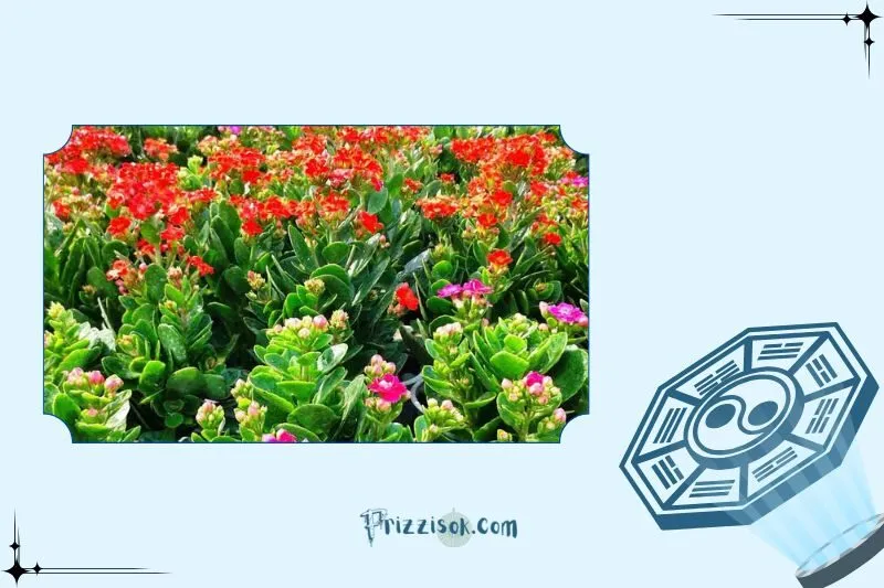 Cây Sống Đời Phong Thủy Là Gì?