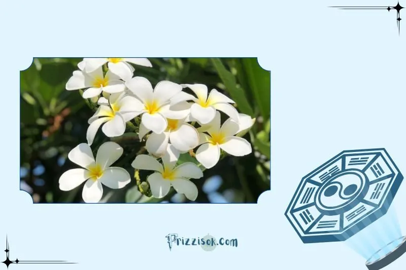 Cây Sứ Đại Hợp Với Mệnh Nào Theo Phong Thủy?