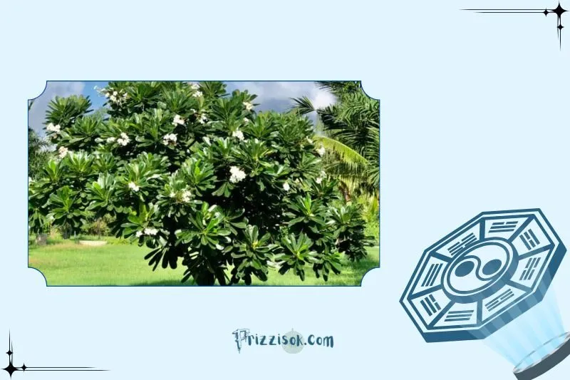 Cây Sứ Đại Phong Thủy Là Cây Gì? Ý Nghĩa Phong Thủy Và Công Dụng