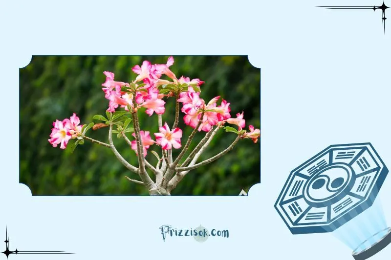 Cây sứ Thái phong thủy là cây gì?
