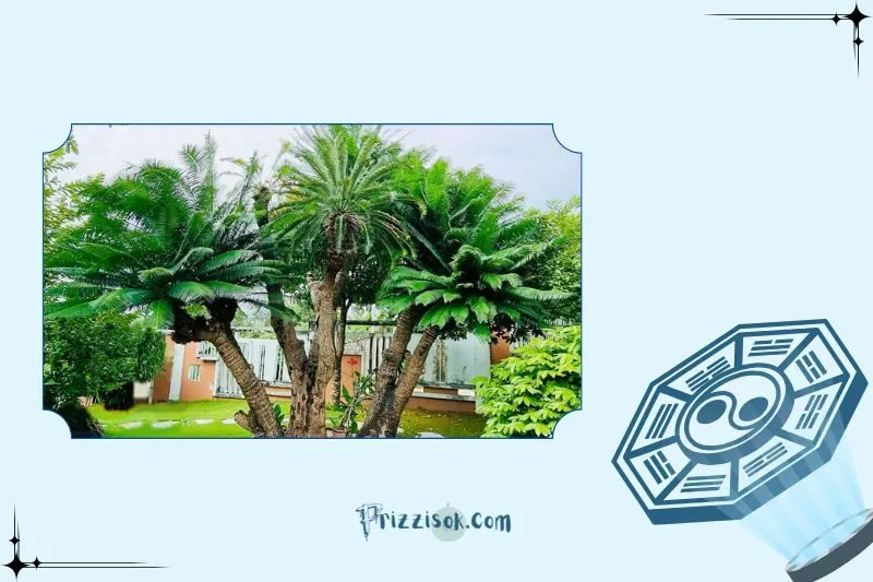 Cây thiên tuế hợp với mệnh nào?