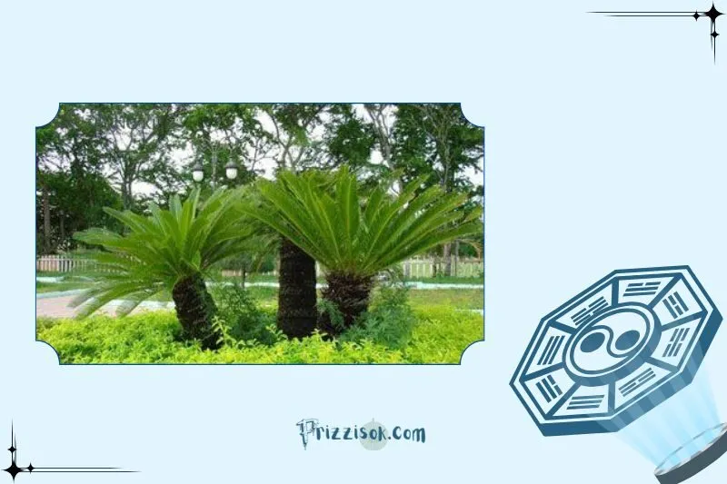 Cây thiên tuế phong thủy là cây gì?