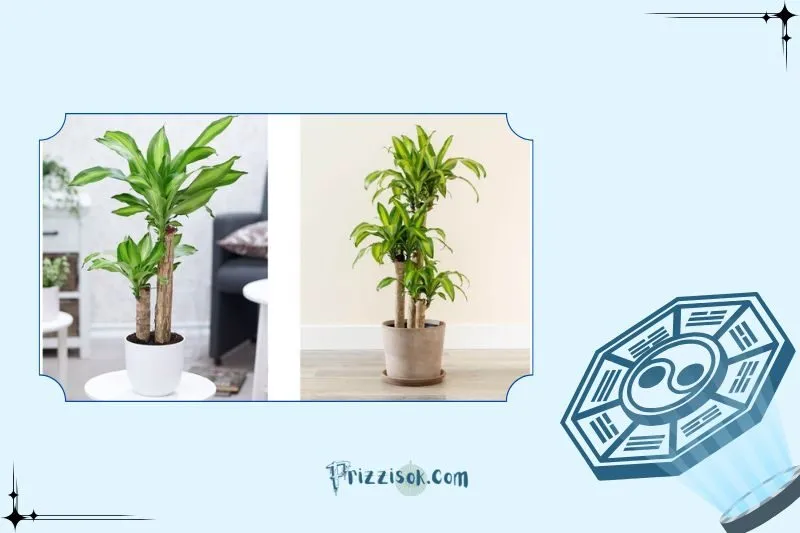 Cây thiết mộc lan hợp với tuổi nào, mệnh nào?