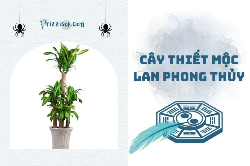 Cây thiết mộc lan phong thủy 2025: Ý nghĩa, cách trồng và chăm sóc