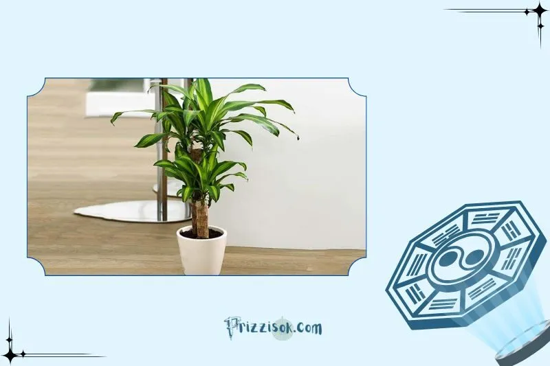 Cây thiết mộc lan phong thủy là cây gì?