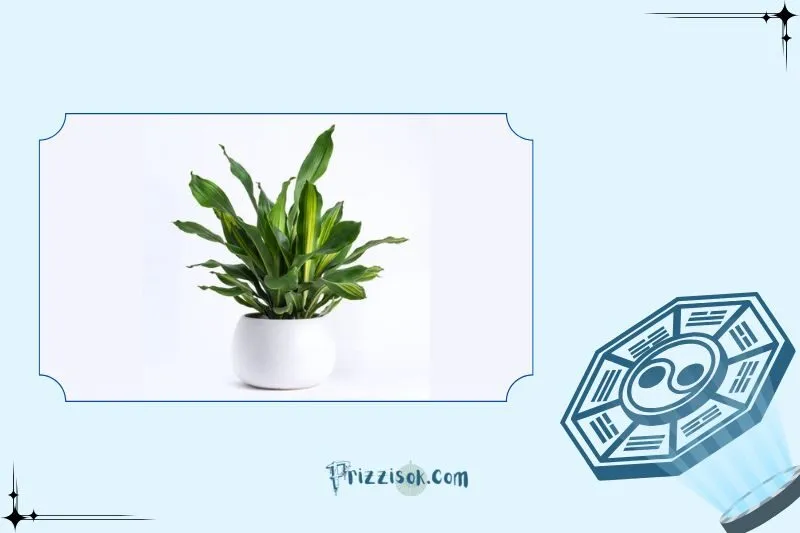 Cây Thiết Mộc Lan