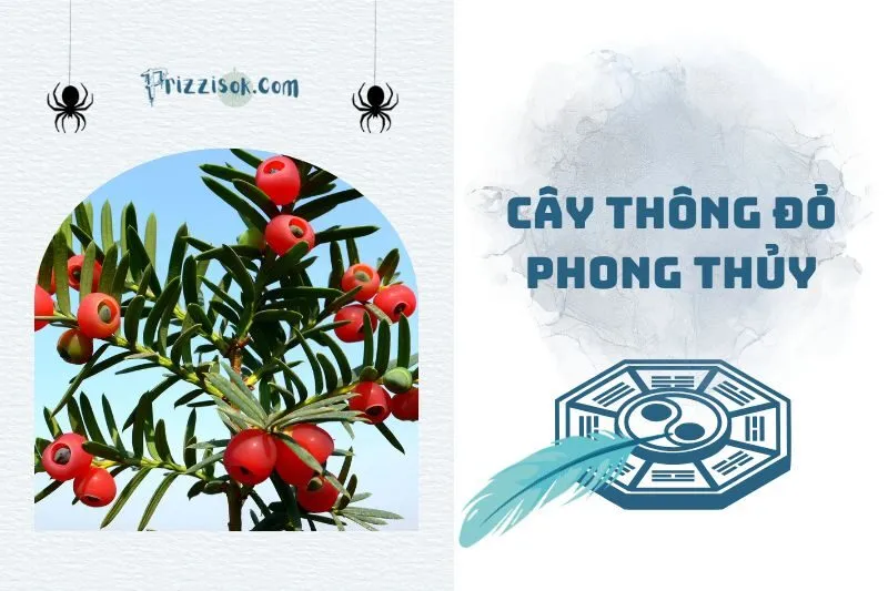 Cây Thông Đỏ Phong Thuỷ: Lý Do Nhiều Người Săn Đón 2025