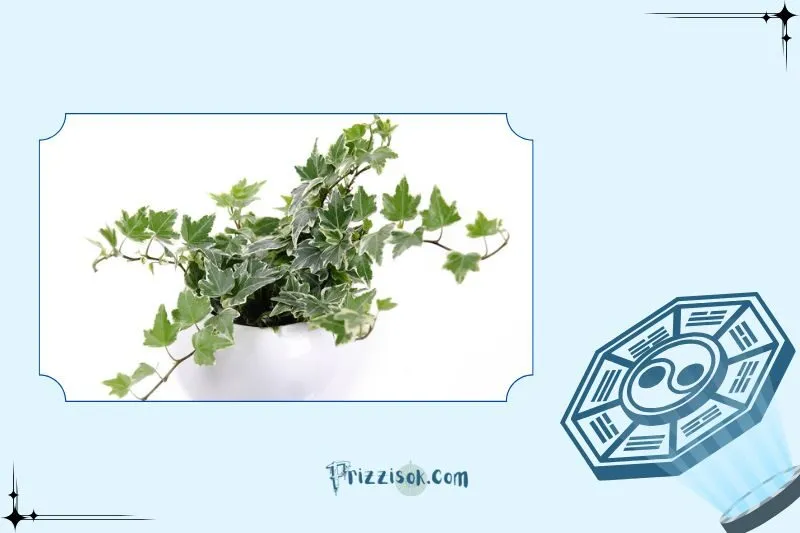 Cây thường xuân hợp mệnh nào?