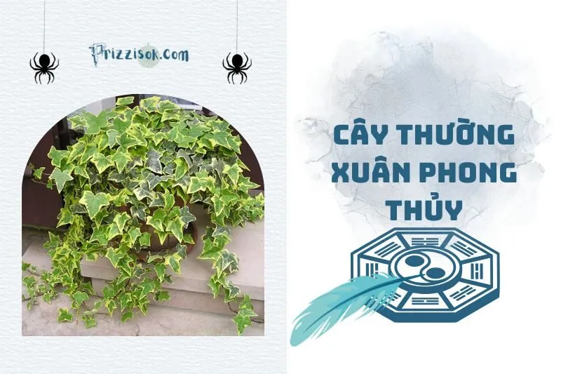 Cây thường xuân phong thủy 2025: Ý nghĩa, công dụng và cách trồng