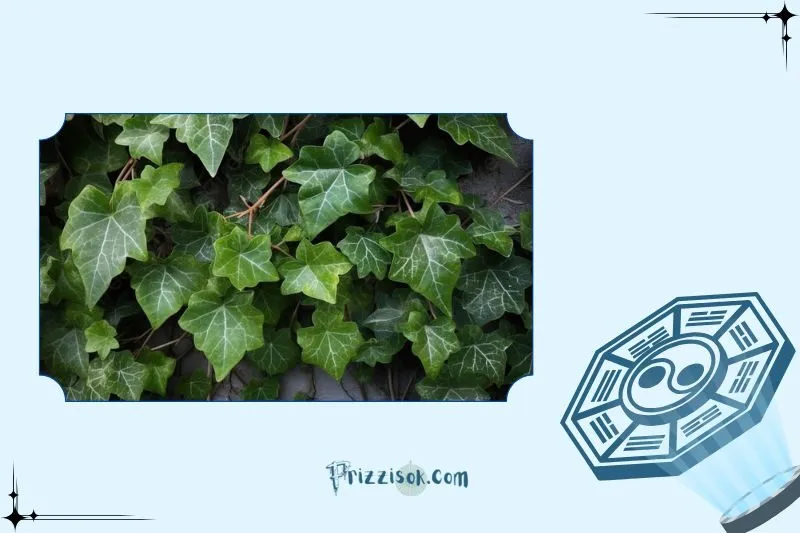 Cây thường xuân phong thủy là cây gì?