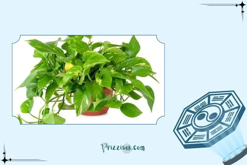 Cây trầu bà hợp với mệnh nào?