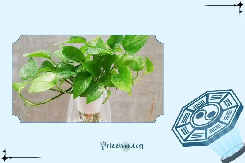 Cây trầu bà phong thủy là cây gì?