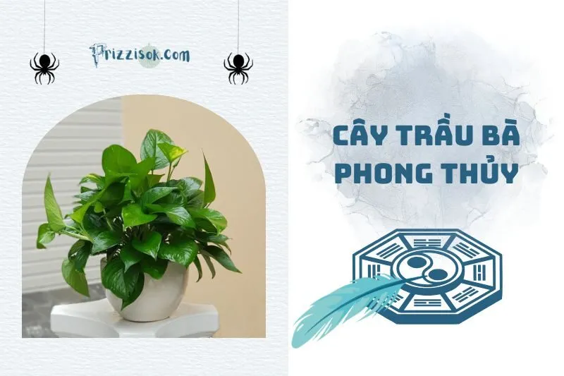 Cây trầu bà phong thủy: Lợi ích và ý nghĩa đặc biệt 2025