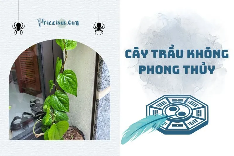 Cây trầu không phong thủy 2025: Ý nghĩa, hợp mệnh nào, cách trồng