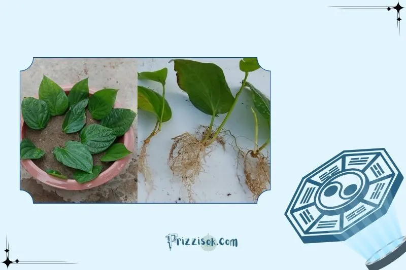 Cây trầu không phong thủy là gì?