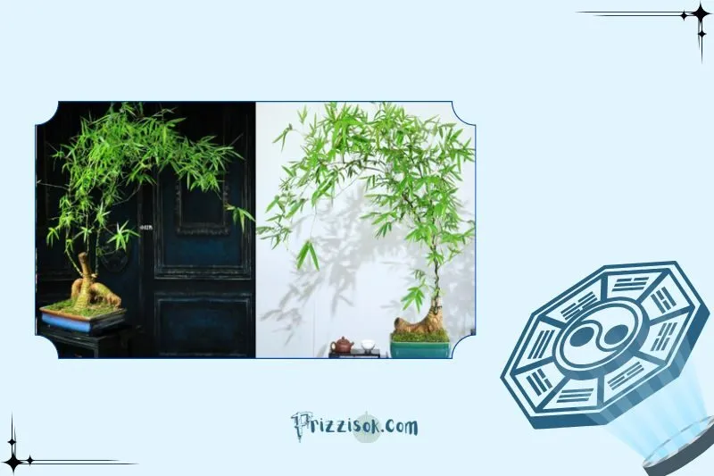 Cây tre phong thủy là cây gì? Ý nghĩa phong thủy và công dụng