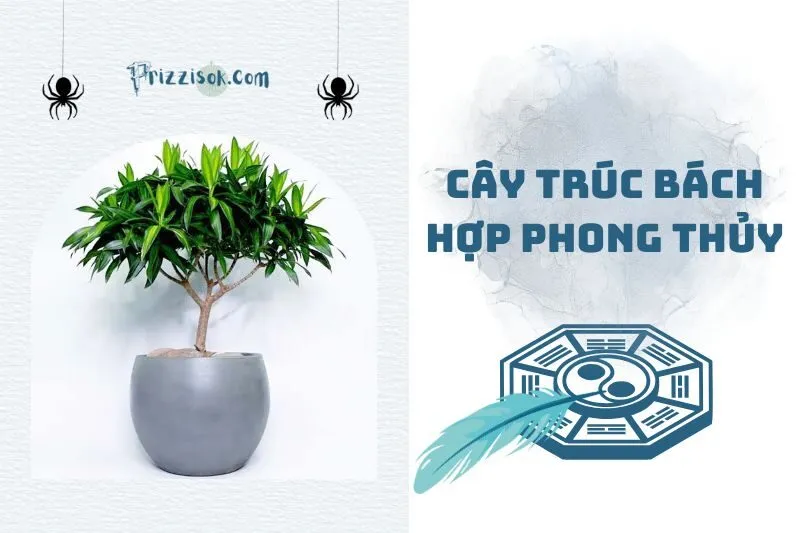Cây Trúc Bách Hợp Phong Thủy: Ý Nghĩa, Hợp Mệnh Gì Và Cách Trồng 2025