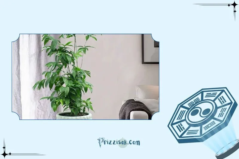 Cây trúc Nhật hợp mệnh và tuổi nào?