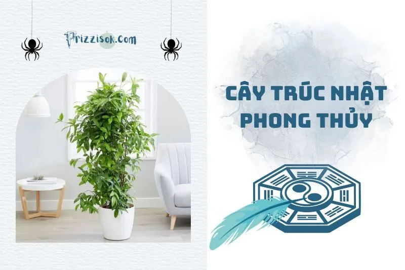 Cây trúc Nhật phong thủy 2025: Ý nghĩa và cách chăm sóc