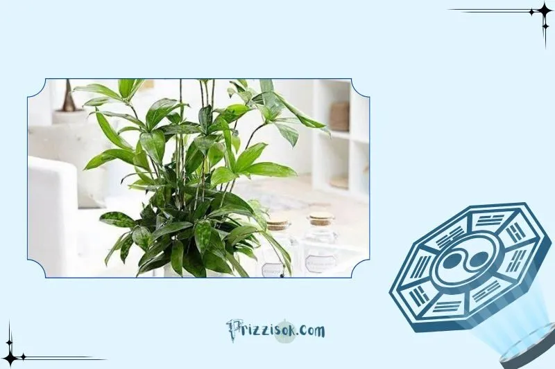 Cây trúc Nhật phong thủy là cây gì? Ý nghĩa phong thủy và công dụng