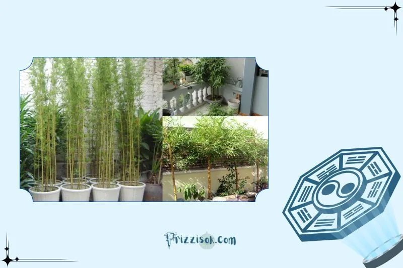 Cây trúc quân tử hợp với mệnh gì, tuổi nào?