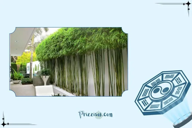 Cây trúc quân tử phong thủy là cây gì?