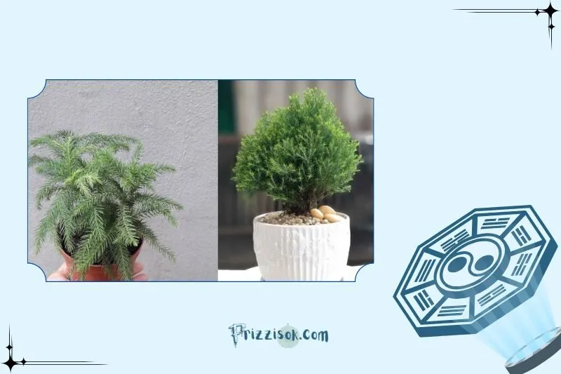 Cây tùng bách phong thuỷ là cây gì?