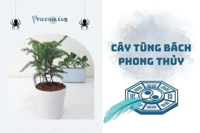 Cây tùng bách phong thuỷ: Ý nghĩa, hợp mệnh và cách trồng chuẩn 2025