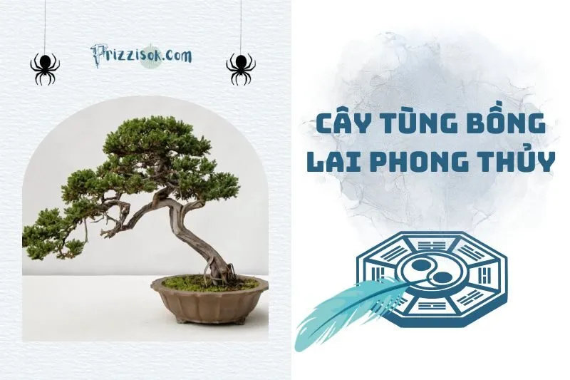 Cây Tùng Bồng Lai Phong Thủy 2025: Ý Nghĩa, Cách Chọn Và Chăm Sóc