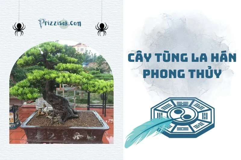 Cây tùng la hán phong thuỷ 2025: Ý nghĩa, cách chọn và chăm sóc