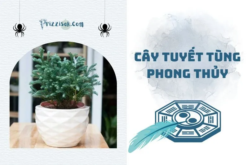 Cây tuyết tùng phong thủy 2025: Ý nghĩa, công dụng và cách chăm sóc