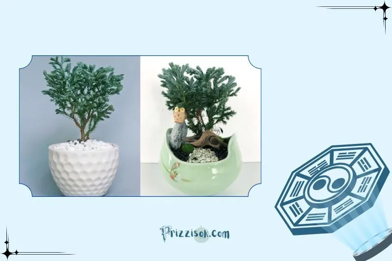 Cây tuyết tùng phong thủy là cây gì?