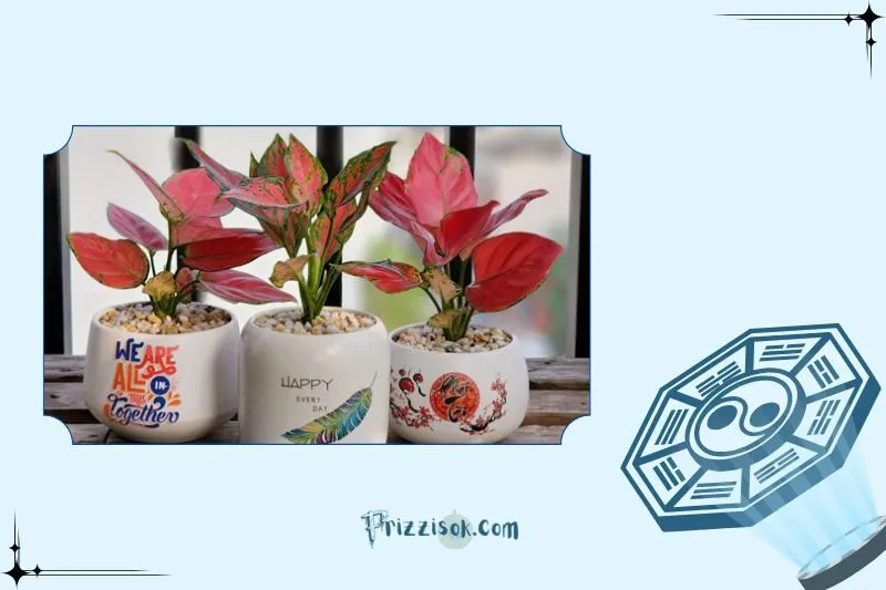 Cây vạn lộc hợp với mệnh nào và tuổi nào?