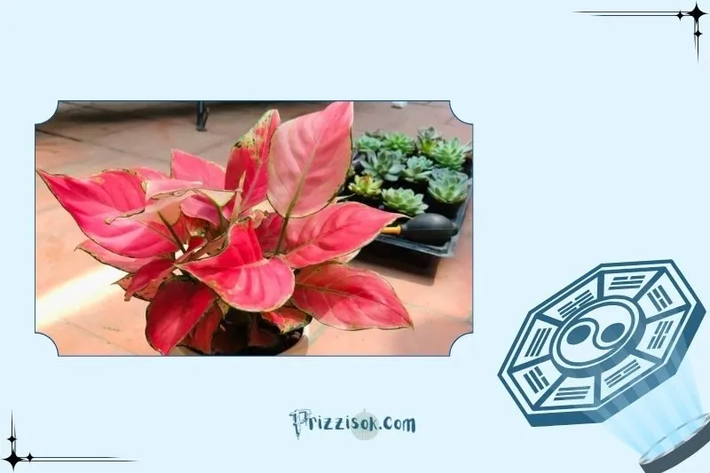 Cây vạn lộc phong thủy là cây gì?