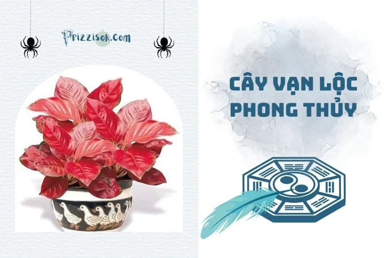 Cây vạn lộc phong thủy: Ý nghĩa, hợp mệnh nào, cách chăm sóc 2025