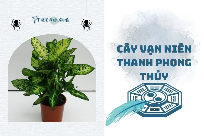 Cây vạn niên thanh phong thủy 2025: Ý nghĩa, hợp mệnh, cách trồng