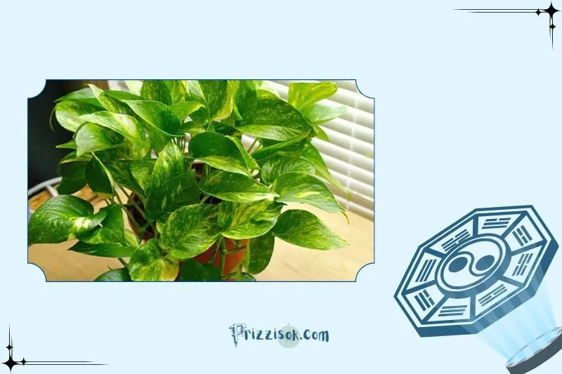 Cây vạn niên thanh phong thủy hợp mệnh và tuổi gì?